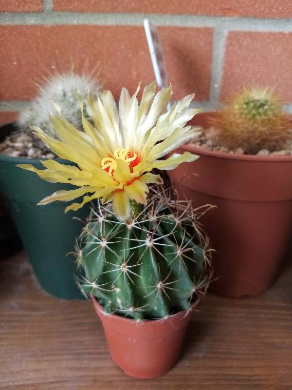 Hamatocactus setispinus..jpg